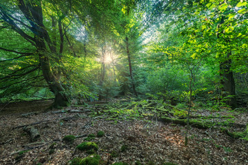 lichtdurchfluteter Laubwald 