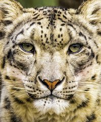 Portrait of a Snow Leopard - 169824336
