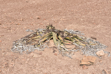 Welwitschia mirabilis in the Namib desert near Springbokwasser