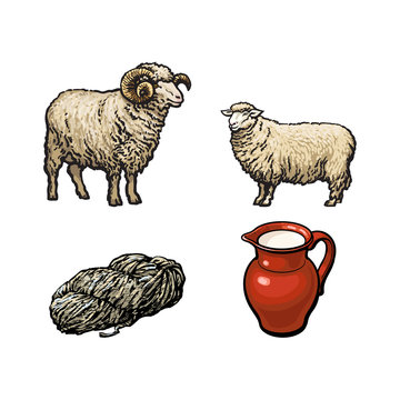 vector sketch cartoon style horned ram, cutted lamb wool, sheep and milk jug set. Isolated illustration on a white background. Hand drawn livestock cattle farm cloven-hoofed animal and products