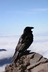 Rabe auf La Palma
