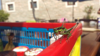 Cricket