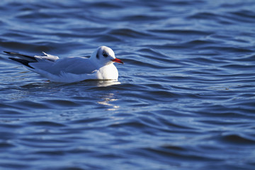 Black headed Gull