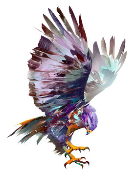 isolated painted flying bird hawk