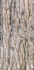 Texture of old wood. Mockup. Seamless texture. Vignetting