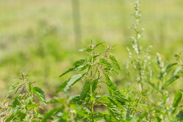 Bushes of wild nettle growing in nature
