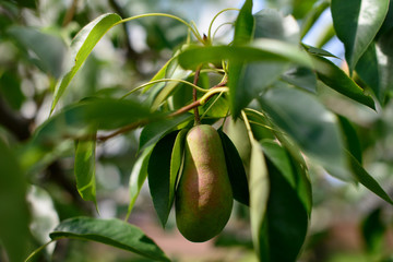 Tasty young pear hanging on tree.