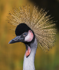 African Crowned Crane - 169825186