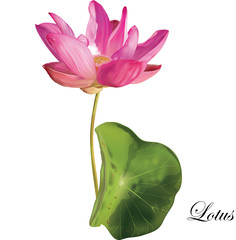 lotus