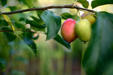 Red and green apples grows on a branch among the green foliage with free copy space