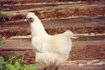 White chicken