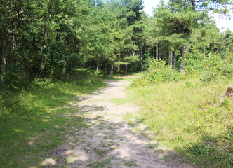 Fototapeta na wymiar Forest path, Noordhollands Duinreservaat