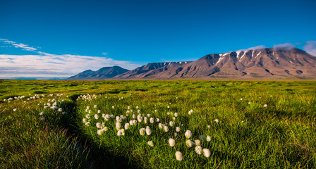 Landscape of a nature grass of a  sunset sky with clouds in the mountains of Spitsbergen Svalbard near the Norwegian city Longyearbyen