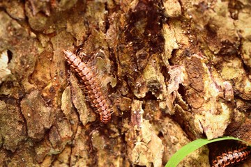 millipede