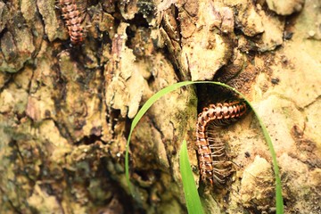 millipede