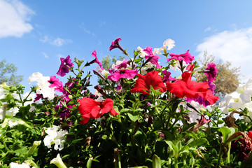 Obraz na płótnie Canvas Petunia flowers, sky landscape nature