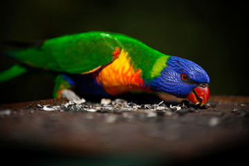 LORIKEET EATING