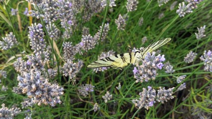 Butterfly on Lavender