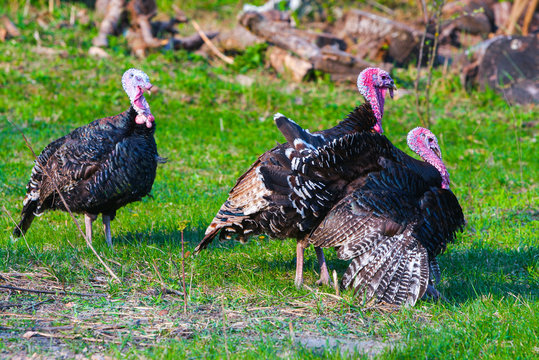 Three black turkey grazing in a green grass field pasturage on the backyard. Springtime. Concept theme: Agriculture. Nature. Climate. Ecology. Natural organic food. Farming.