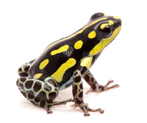 Ranitomeya flavovitata