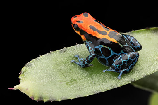 Amazonian Poison dart Frog, Ranitomeya ventrimaculata, Arena Blanca. Red blue poisonous animal from the Amazon rain forest of Peru. .