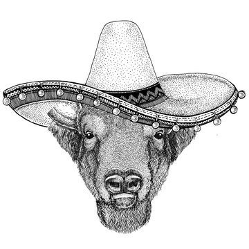 Wild bison wearing sombero Old classic vintage style illustration for t-shirt, poster, banner, embem, badge, tattoo