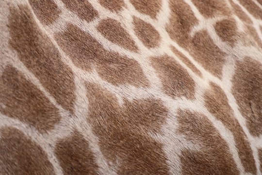 Giraffe background