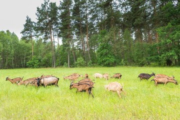 Goats grazing on grass. Farm animals.