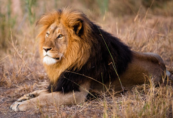 Lion King South Africa