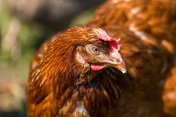 Portrait of farm chicken