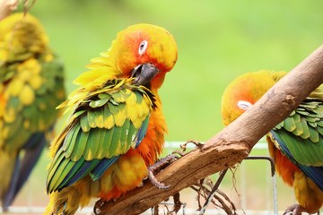 parrot