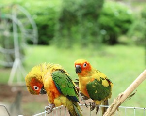 parrot
