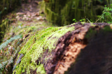 Ancient tree with green moss on Vancouver Island in British Columbia
