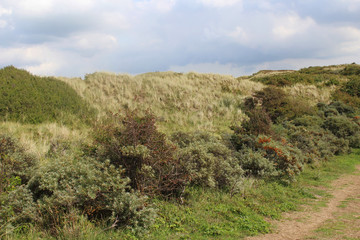Fototapeta na wymiar dunes landscape, Noordhollands Duinreservaat