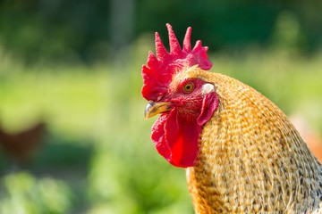 Portrait of farm chicken