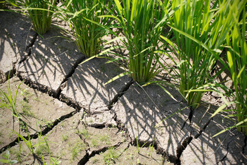 ひび割れた水田