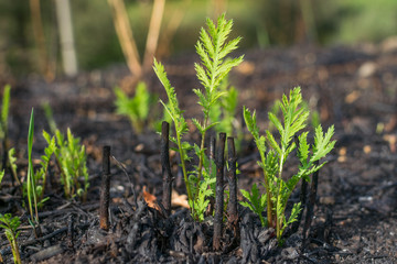 Plants after fire