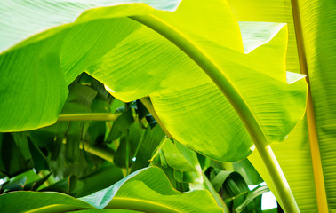 banana leaf / green leave © waranyu