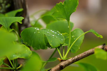 Raindrops close-up on young leaves of Ginkgo Biloba.
