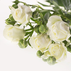 White roses on a white background