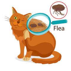 Cat Parasite. Pet Flea Treatment. Flea In The Fur As A Close Up Magnification Vector. Spread Of Infection. Pet Veterinary Medicine Vector. Flea Control for Cats.