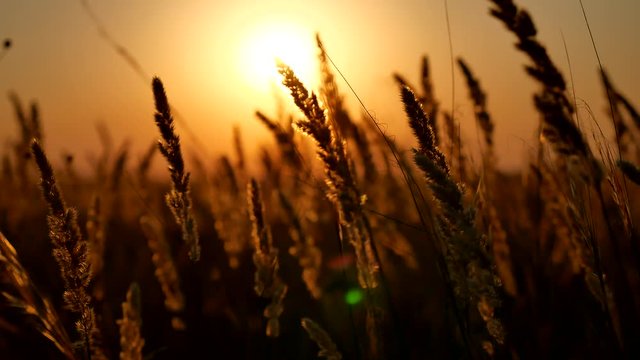 Sunset grass in sunset field background. Dry Yellow Grass Meadow In Sunset Sunrise Sunlight. Autumn In Russia
