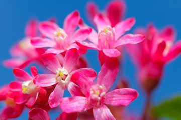 fleurs roses