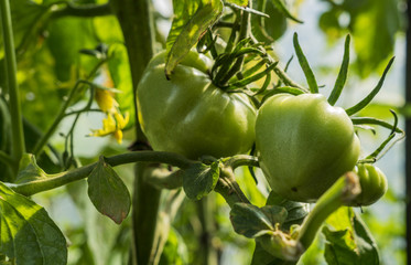 Green tomatos on a bush
