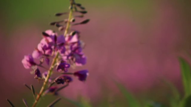 Violette Blume bewegt sich im Wind