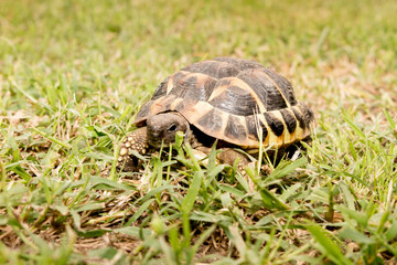 Turtle walking on the grass. Eastern Hermann tortoise, European terrestrial Testudo hermanni boettgeri