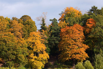 Naklejka premium Colorful fall forest