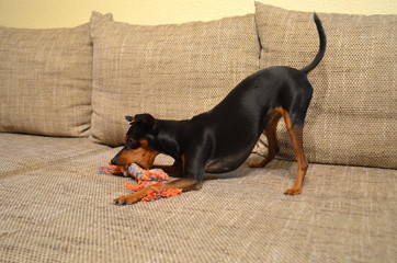 German miniature dwarf pinscher pet dog on a sofa with its favourite toy
