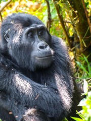 Portrait of adult female eastern gorilla, Gorilla beringei, in natural habitat. Critically endangered primate. Green jungle forests of Bwindi Impenetrable National Park, Uganda, Africa.