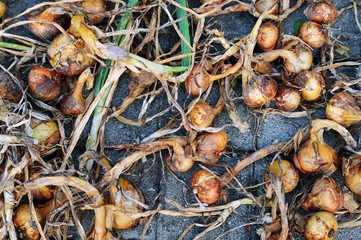 Onions on the stone floor
